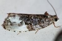 Hedya nubiferana