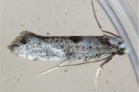 Paraswammerdamia albicapitella