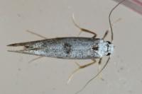 Paraswammerdamia albicapitella