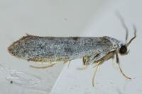 Paraswammerdamia albicapitella