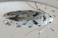 Parastenolechia nigrinotella