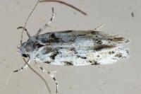Parastenolechia nigrinotella