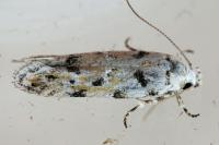 Parastenolechia nigrinotella