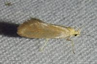 Crassa tinctella