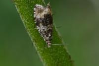 Celypha lacunana