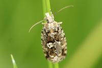 Zeiraphera isertana