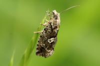 Zeiraphera isertana