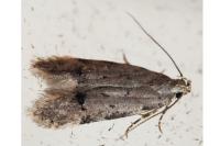 Teleiodes vulgella