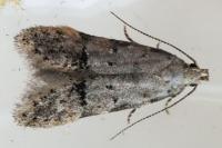 Teleiodes vulgella