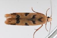 Mesophleps oxycedrella
