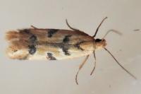 Mesophleps oxycedrella
