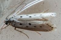 Ethmia terminella