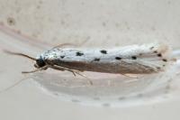 Ethmia terminella