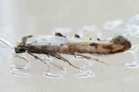 Epermenia aequidentella