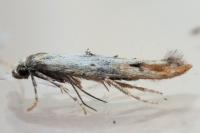 Epermenia aequidentella