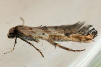 Epermenia aequidentella