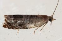 Ancylis achatana