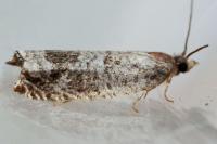 Ancylis achatana