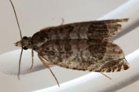 Ancylis achatana
