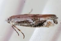 Bucculatrix