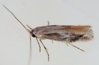 Bucculatrix