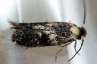Zimmermannia atrifrontella