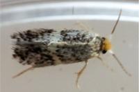 Ectoedemia