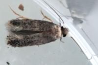 Ectoedemia