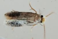 Ectoedemia