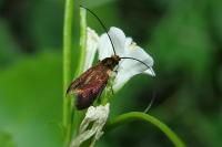 Cauchas rufimitrella