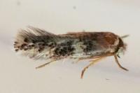Ectoedemia