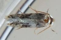 Ectoedemia