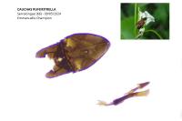 Cauchas rufimitrella