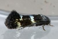 Elachista
