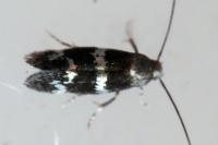 Elachista
