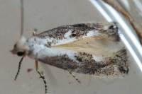 Bucculatrix
