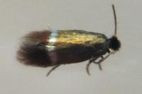 Stigmella