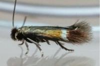 Stigmella