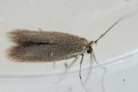 Phyllobrostis fregenella