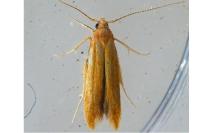 Coleophora