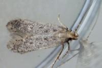 Bryotropha