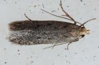 Bryotropha