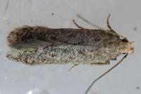 Bryotropha