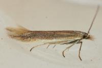 Megacraspedus lanceolellus