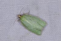 Tortrix viridana