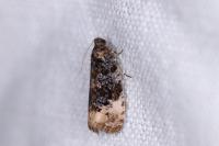 Hedya ochroleucana
