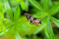 Ancylis achatana