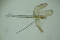 Monopis crocicapitella