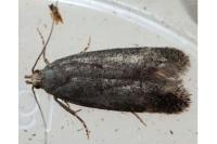Stomopteryx lusitaniella