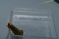 Nematopogon swammerdamella